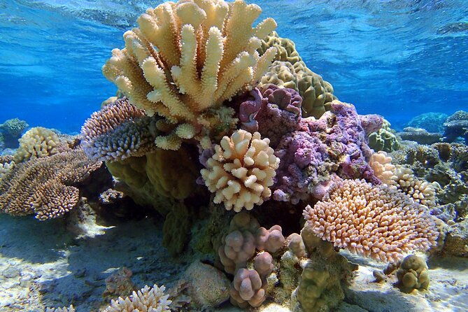 Half Day Private Lagoon Snorkeling Experience - The Sum Up