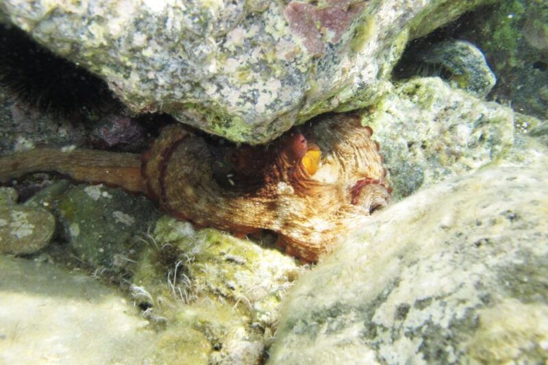 halkidiki-kassandra-scuba-beginner-diving-class