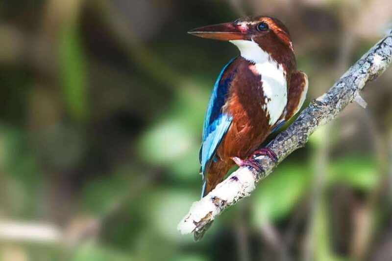 hambantota-port-yala-national-park-safari-shore-excursion