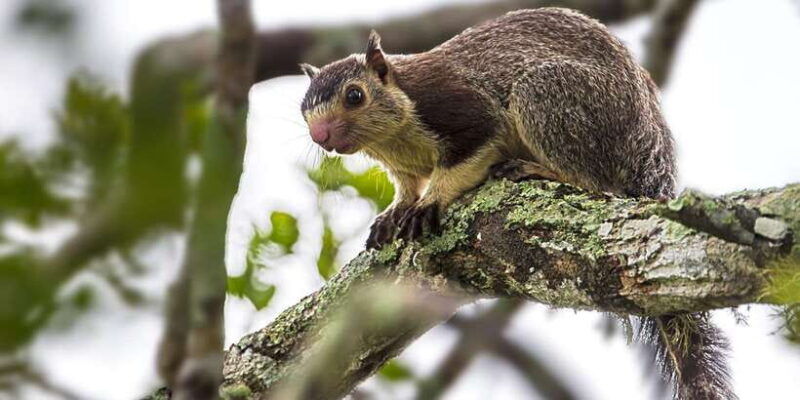 hambantota-port-yala-national-park-wildlife-safari-in-a-4x4