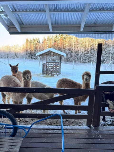 helsinki-alpaca-farm-tour-with-guided-walk-private