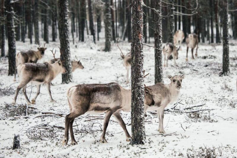 helsinki-highlightsnuuksio-buggy-ridereindeer-farm-visit