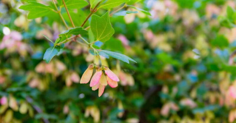 herbalism-and-wildlife-small-group-experience