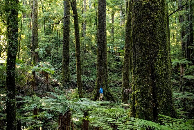 Hike New Zealand's finest forest - Whirinaki forest - FAQ