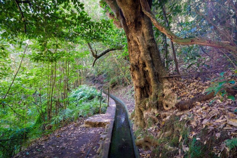 hiking-madeira-levada-do-rei-and-the-majestic-laurissilva