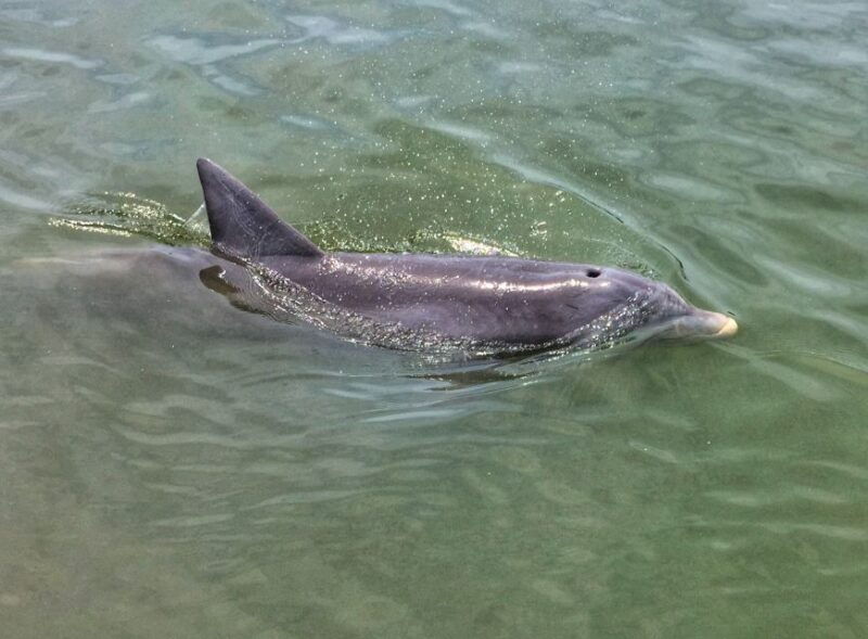 hilton-head-island-dolphin-watching-cruise-with-donuts