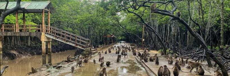 ho-chi-minh-city-can-gio-monkey-island-day-trip-with-lunch-3