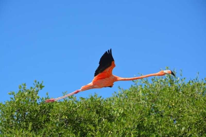 holbox-mangrove-paddling-excursion