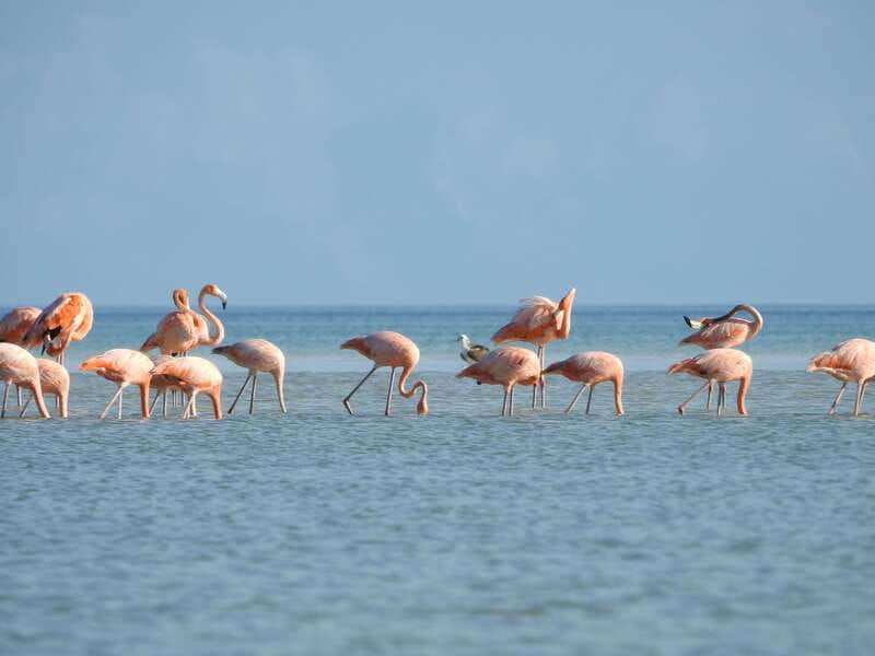 holbox-sunrise-kayak-tour-through-the-mangroves