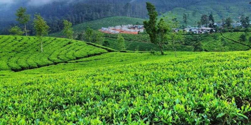 horton-plains-discover-real-essence-of-central-highland
