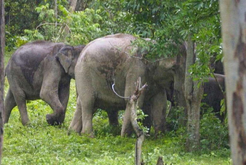 hua-hin-kui-buri-elephant-safari-tour-private-2-or-3-pax