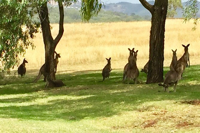 Hunter Valley Wine Tasting Private Tour From Sydney - FAQs