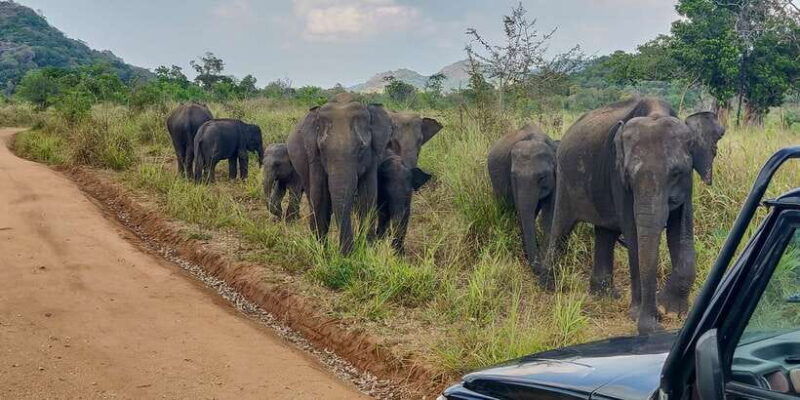 hurulu-eco-park-3-hour-morning-or-evening-safari