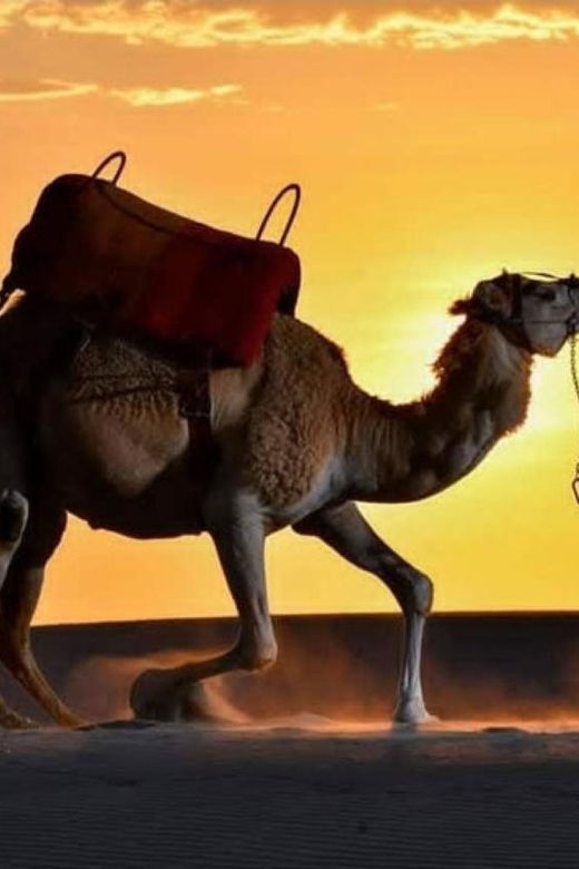 ica-dromedaries-swimming-pool-games-mini-farm