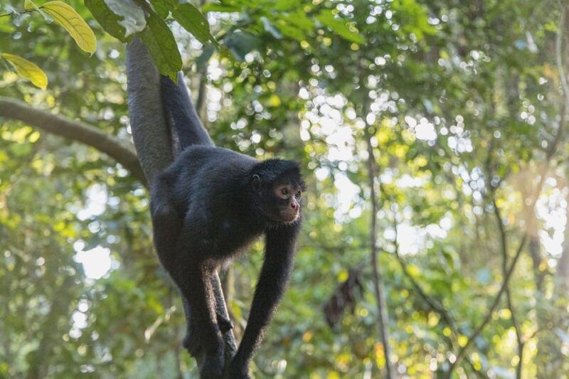 in-depth-amazon-experience-4-days-inside-rainforest
