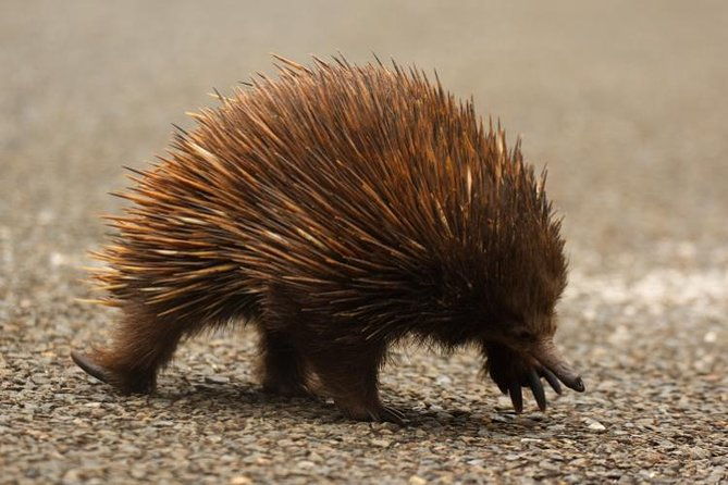 Inside the Greater Blue Mountains World Heritage - A Private Wildlife Safari Overnight - Who Would Love This Experience?