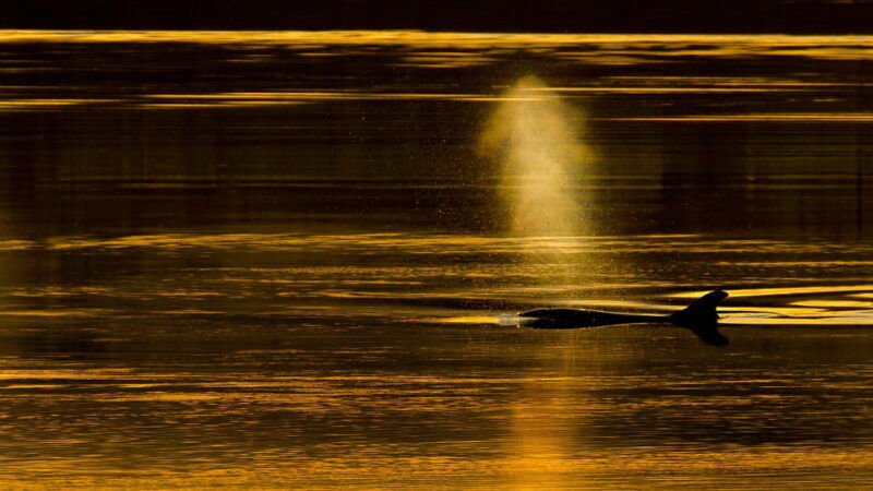 inverness-wildlife-watching-cruise-to-chanonry-point