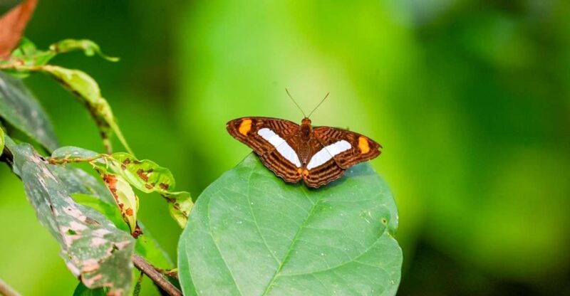 iquitos-6-hour-amazon-river-tour-w-belen-butterfly-farm