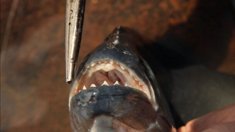 iquitos-piranha-fishing-experience-in-the-amazon-jungle