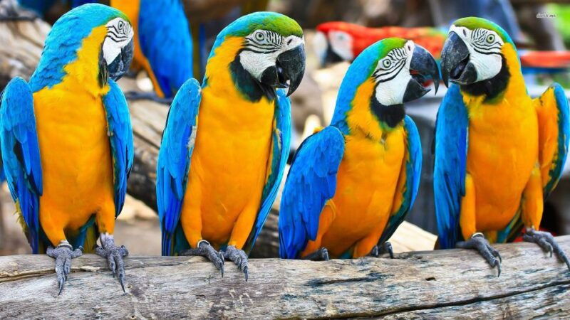 iquitos-to-the-amazon-2-day-jungle-wildlife-experience