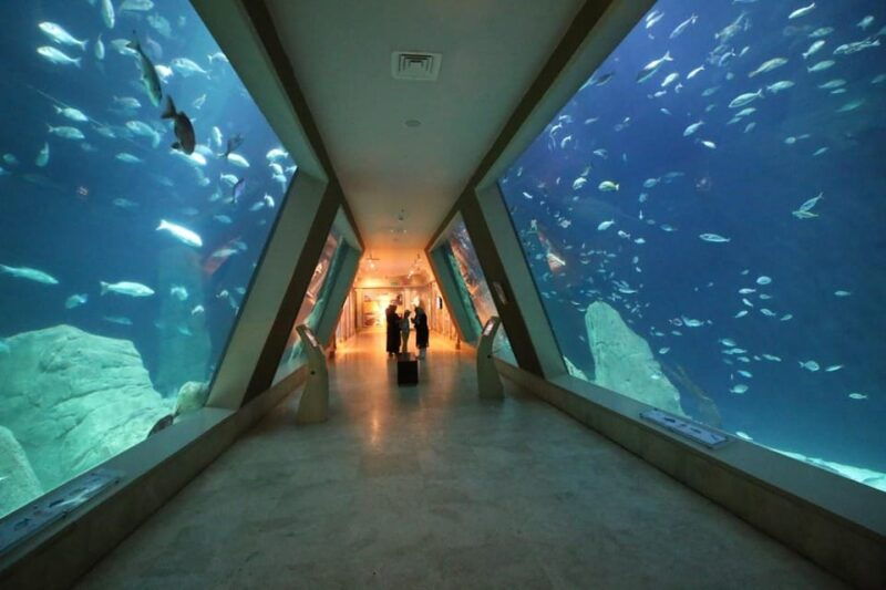 istanbul-aquarium-ticket-and-round-trip-shuttle-from-taksim