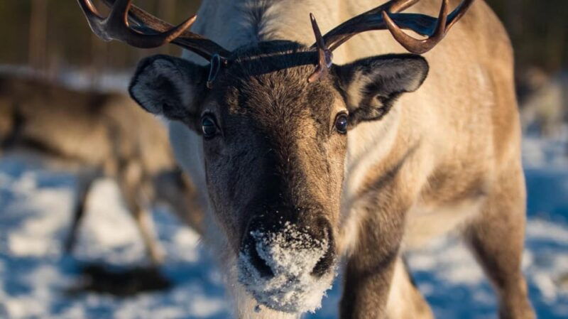 ivalo-magical-moments-at-the-reindeer-farm