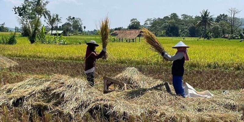 jakarta-volcano-tea-rice-fields-hot-spring-local-food