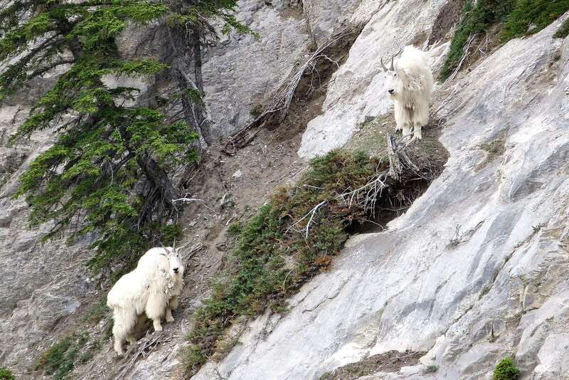 jasper-national-park-evening-or-morning-wildlife-watch-tour