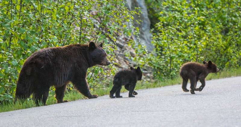 jasper-wildlife-and-waterfalls-tour-with-lakeshore-hike