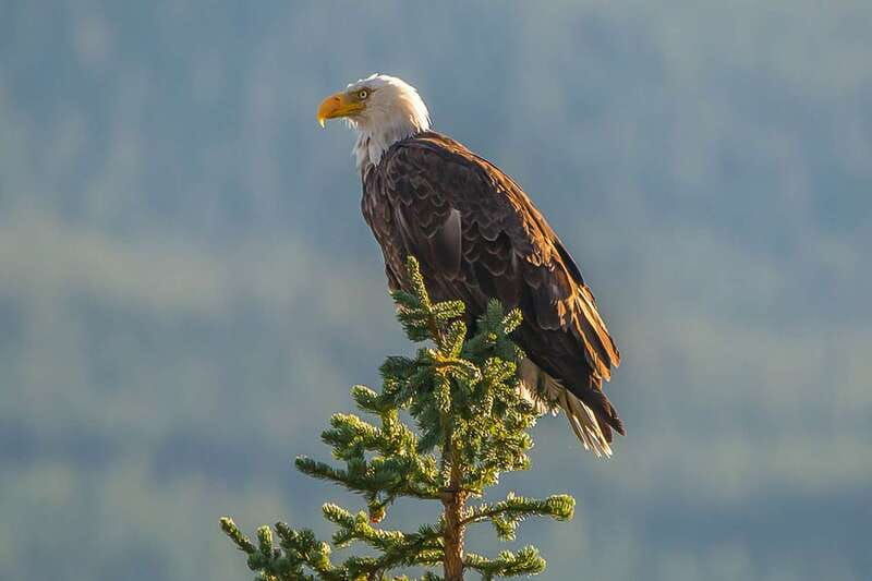 jasper-wildlife-and-waterfalls-tour-with-maligne-cruise