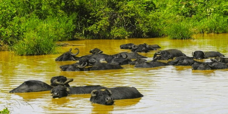 jeep-safari-to-udawalawa-national-park-from-colombo