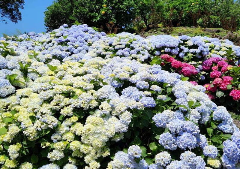 jeju-hydragea-festival-tour-east-route