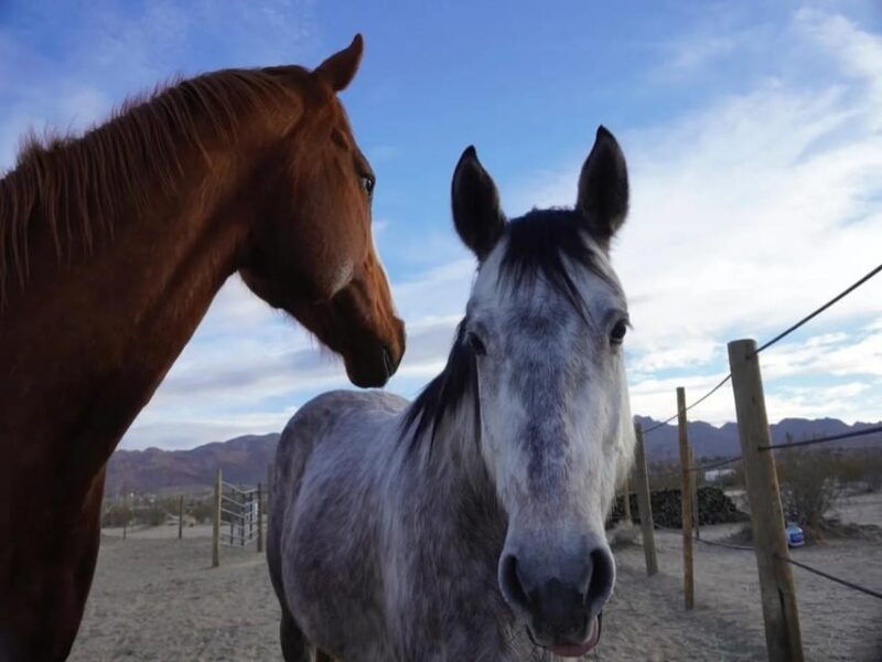 joshua-tree-pony-ride-for-children