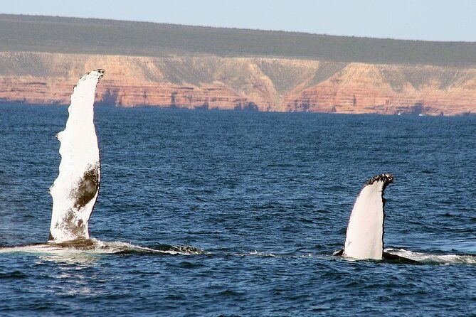 Kalbarri Whale Watching Tour Guided - Authentic Experiences from Reviewers