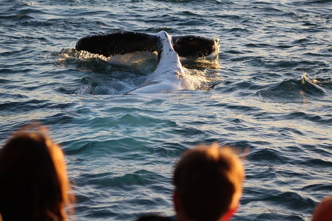Kalbarri Whale Watching Tour - Practical Tips for Future Travelers