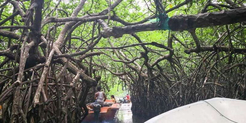 kalutara-turtle-hatchery-visit-boat-safari-and-galle-tour