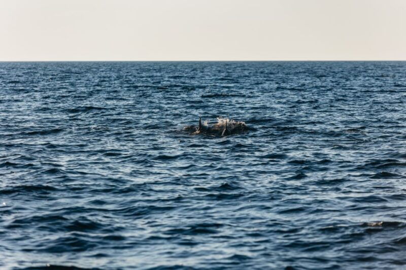 kamenjak-medulin-sunset-dolphin-boat-tour-with-dinner