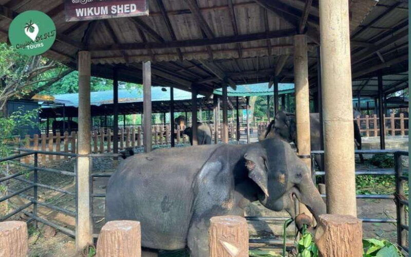 kandy-ambuluwawa-tower-pinnawala-and-kandy-full-day-tour