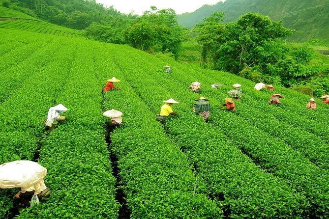 Kandy & Nuwara Eliya | 2 Days Tour - Who Should Book?