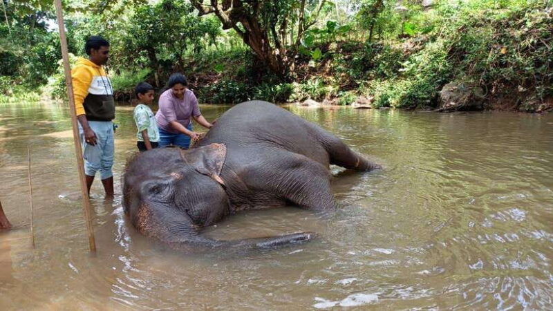 kandy-pinnawala-tea-factory-full-day-tour-from-colombo