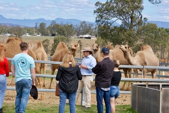Kangaroos and Mountain Views Day Tour from Gold Coast - The Sum Up