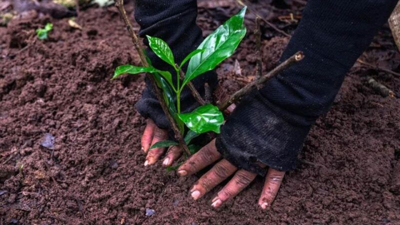 kathmandu-hike-jamachwok-tree-planting-for-carbon-neutral