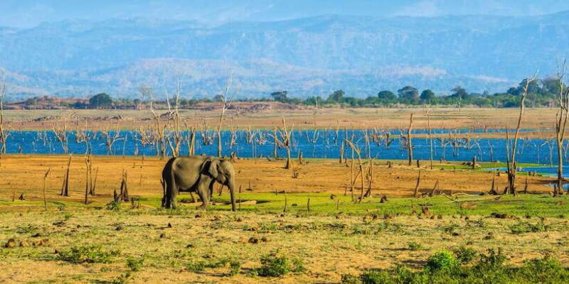 kaudulla-national-park-private-safari-2