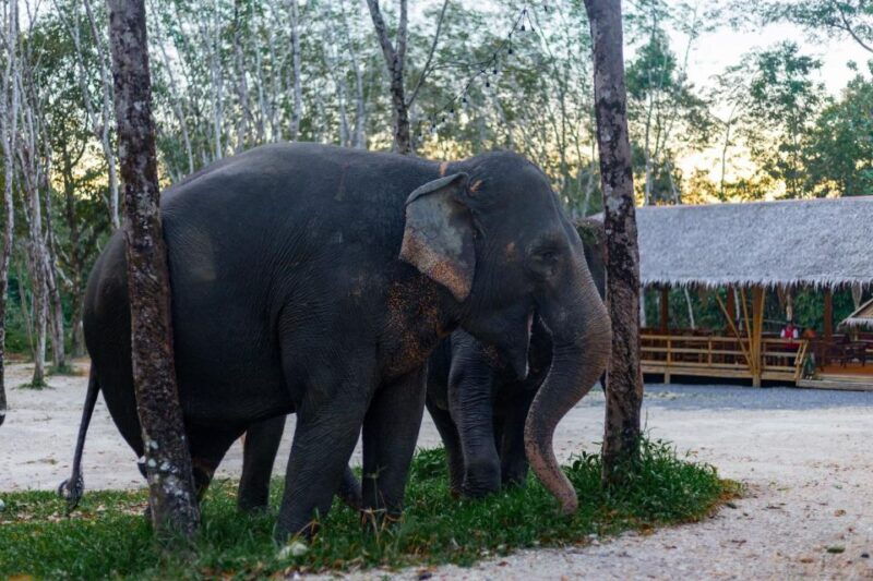 khao-lak-half-day-bamboo-rafting-tour-with-lunch