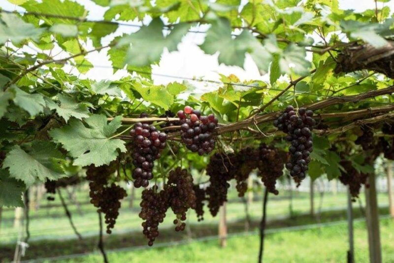 khao-yai-vineyard-tasting-tour-horse-farm-visit