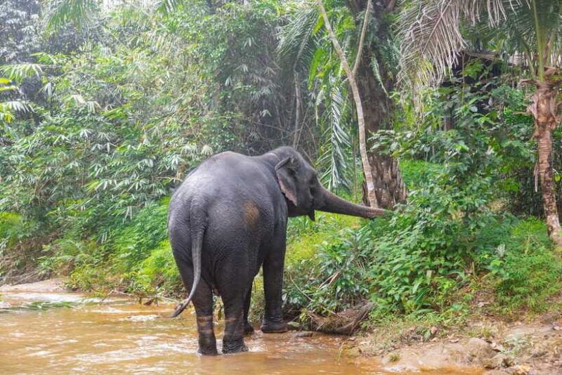 khaolak-elephant-sanctuary-guided-tour-with-hotel-transfers