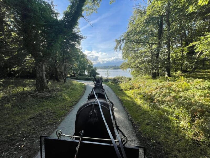 killarney-carriage-tours-national-park-and-lakes