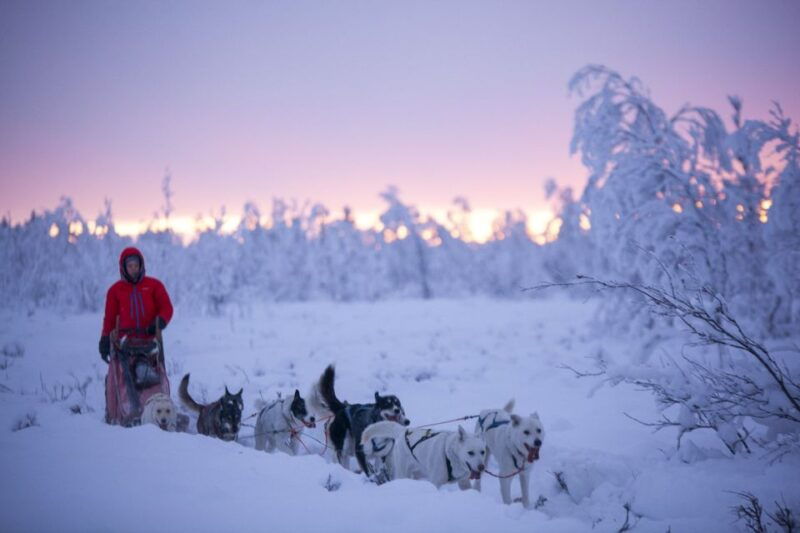 kiruna-guided-afternoon-drive-your-own-dog-sled-tour
