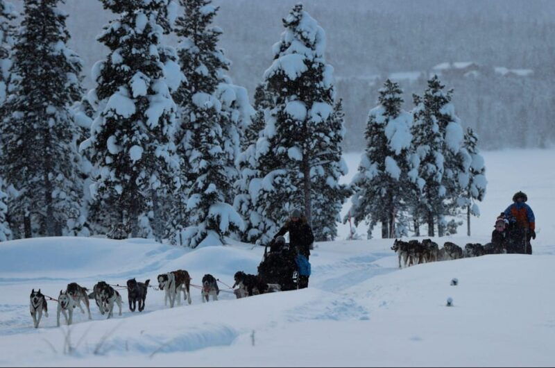 kiruna-morning-husky-sled-ride-with-coffee-break