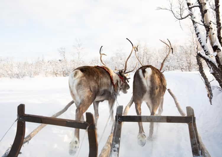 kiruna-sami-reindeer-experience